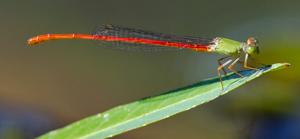 Ceriagrion corallinum